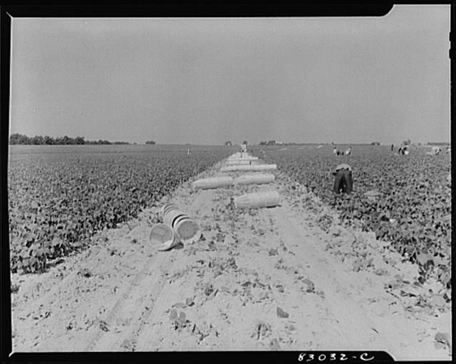 Bridgeton, New Jersey. Seabrook Farm. Baskets for string...
