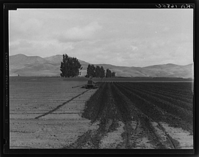 Sugar beet field showing tractor with plowshare attached...