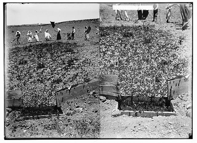 The terrible plague of locusts in Palestine, March-June...