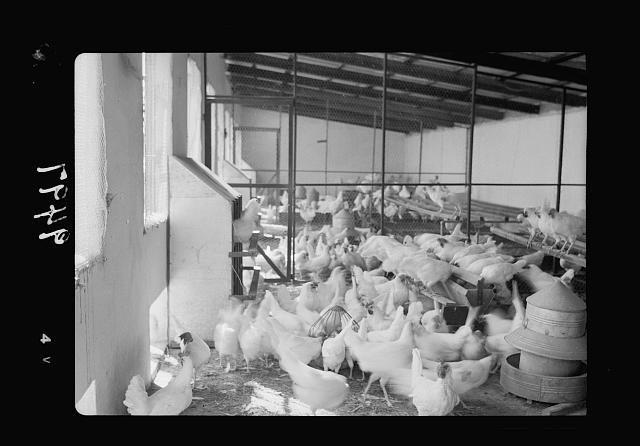 The Bethlehem Poultry Farm. (Esan Safieh). Chicken house...