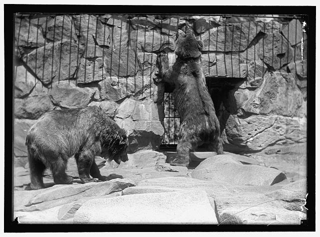 ZOO, WASHINGTON, D.C.: BEARS