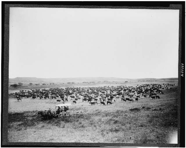 [Large herd of cattle on a western range, probably in...