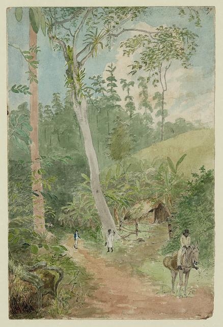 Plantain Walk - Bookkeeper - Watchman and Hut - man with...