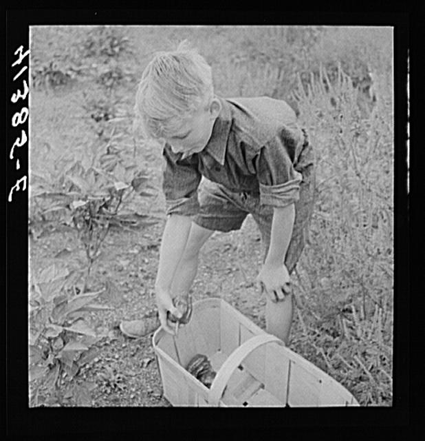 Charles Reitz picking peppers on their farm near Falls...