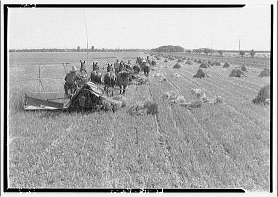 Farming scenes. Four-horse teams cutting wheat in Canada II