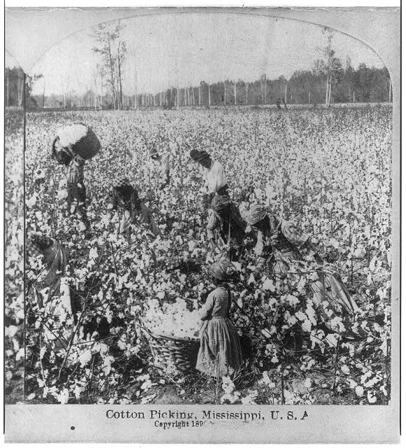 Cotton picking, Mississippi
