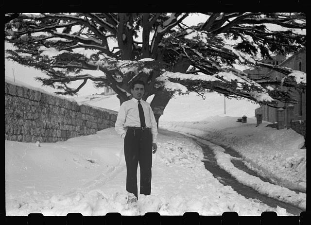 [Man and Cedars of Lebanon in the snow]