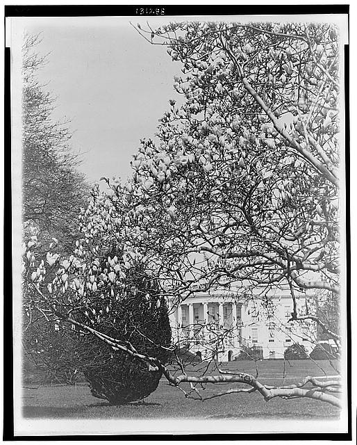 Spring flowers in the National Capitol--The magnolias are...