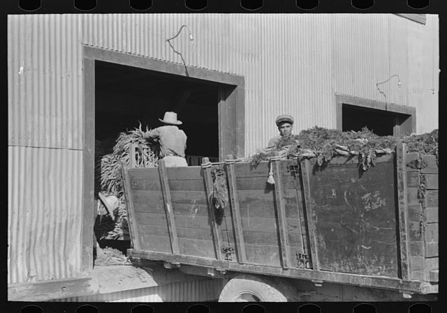Unloading carrots at packing plant, Pharr, Texas