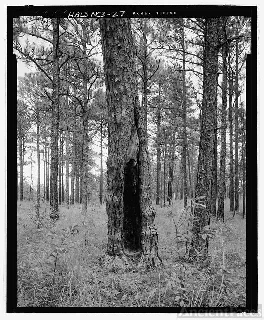 "Cat FACE" SCAR ON LONGLEAF PINE TREE, OVERHILLS HISTORIC...