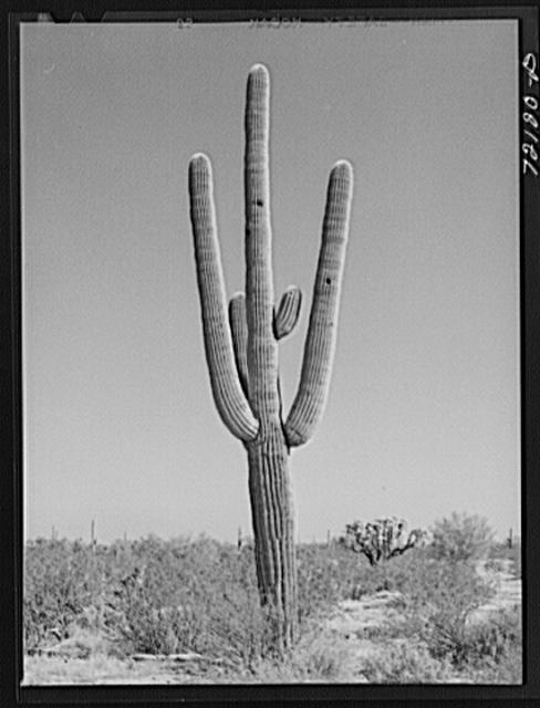 Saguaro cactus in the desert. Yuma County, Arizona