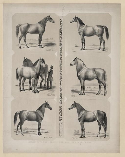 The Principal breeds of horses in use in North America...