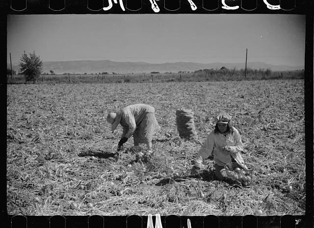 Onion pickers, Delta County, Colorado