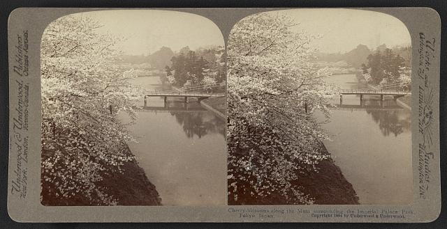 Cherry-blossoms along the moat surrounding the Imperial...