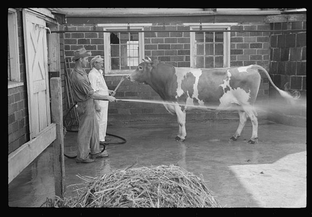 Washing a prize bull at the dairy barn, Red House, West...