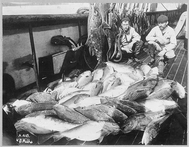 Cod and halibut