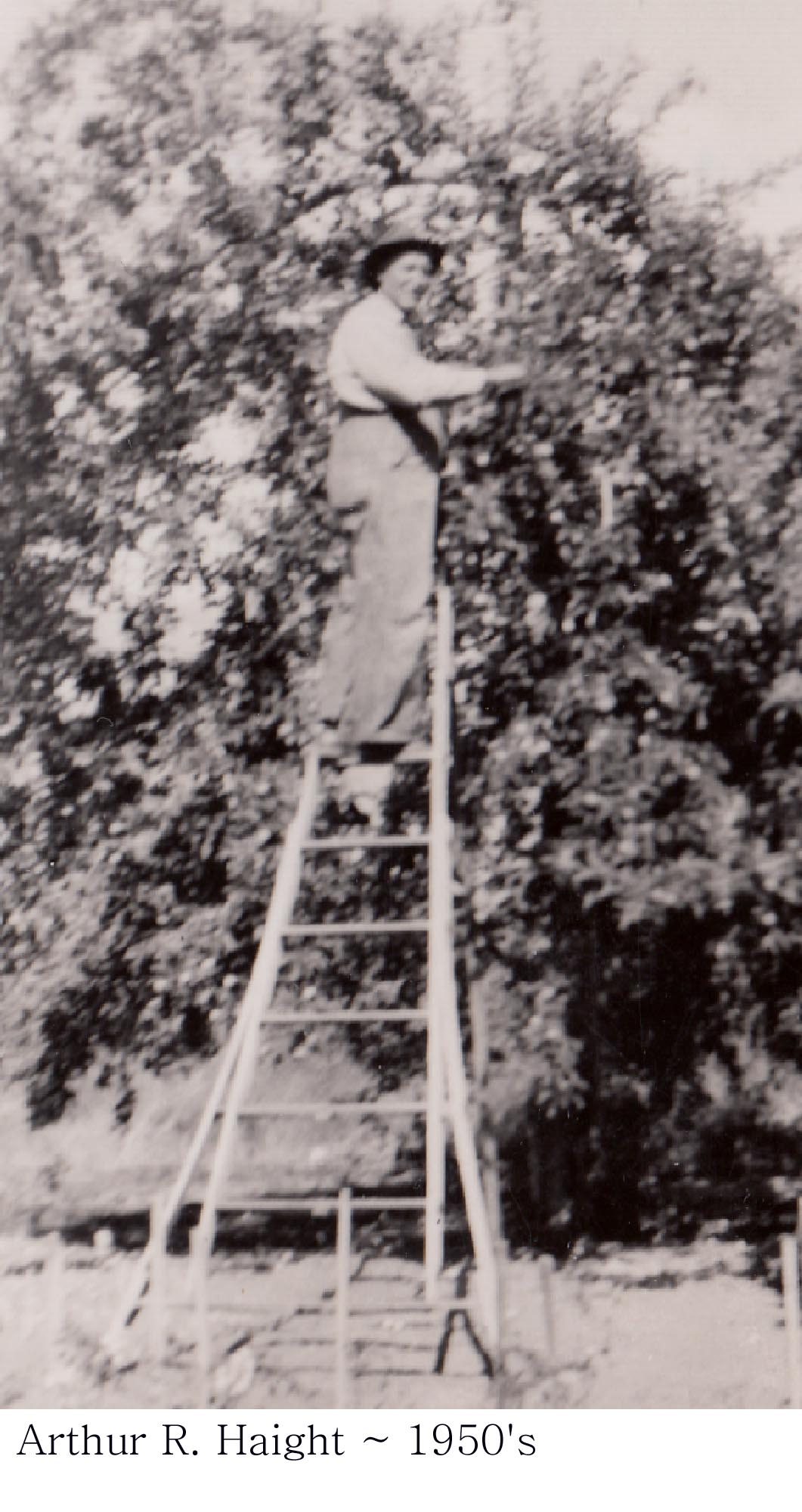 Arthur Robert Haight