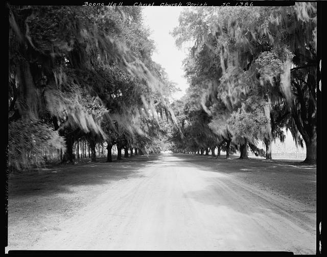 Boone Hall, avenue of trees, Mount Pleasant vic.,...