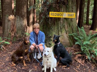 Coastal Redwoods, Northern California. 2019 