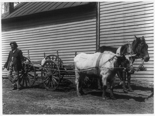 [African American man with steer and mule pulling wagon]