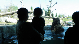 Bear At The Zoo