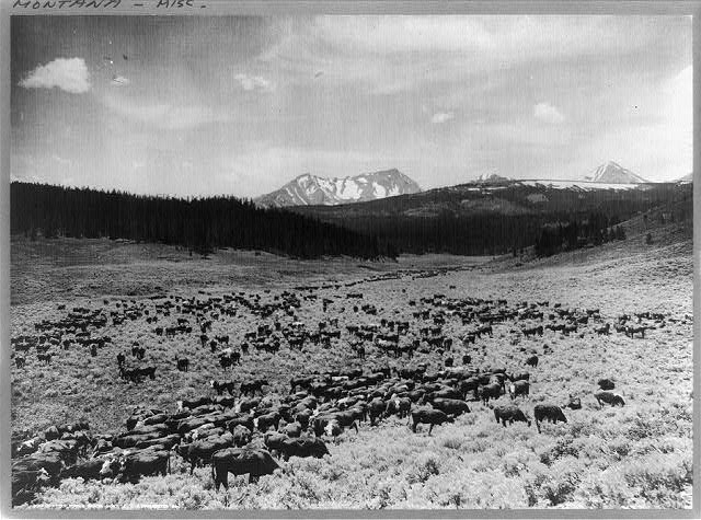 Nine Quarter Circle Ranch, Eldridge, Montana