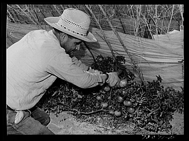 Picking tomatoes. Imperial County, California