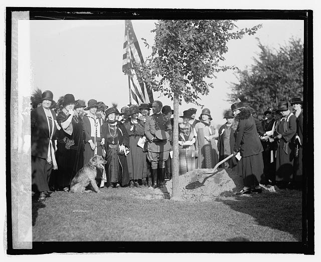 Natl. War Mothers of Dist. plant tree at Lincoln...