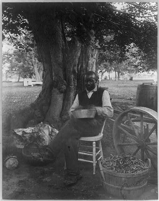 [The cook at Marshall Hall, seated outdoors, shelling peas?]