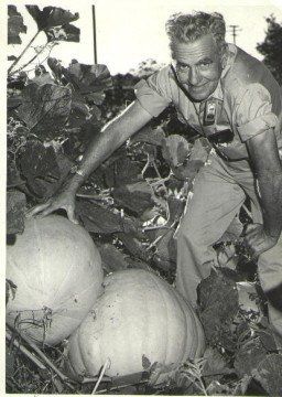 Woody and his pumpkins