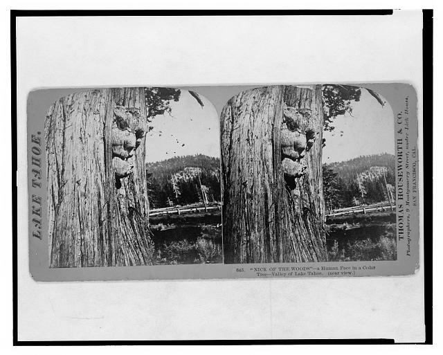 Lake Tahoe. "Nick of the woods," a human face in a cedar,...