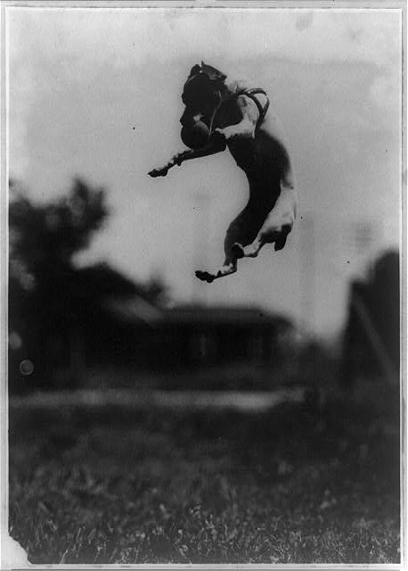 A canine highjumper