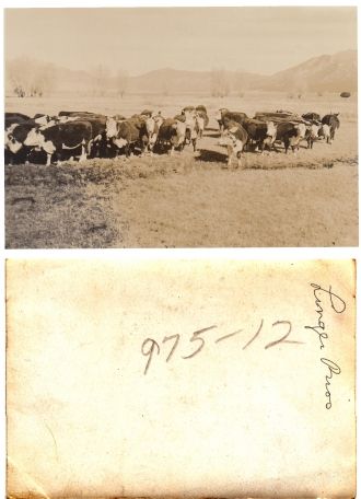 Linger Brothers Cattle