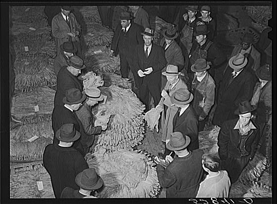 Tobacco auctioneer (in white gloves) and buyers during...