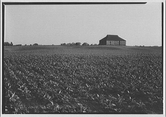 Farming scenes. Tobacco farm II