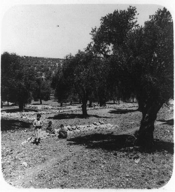 Olive groves near Bethlehem