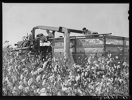 Rust Picker The rust cotton picker in field at Clover Hill...