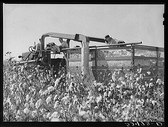 The rust cotton picker in field at Clover Hill...