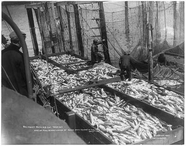 Thlinget Packing Co. trap no. 7, Aug. 2, 1907: One of two...