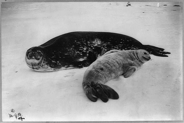 Weddell seal and calf / H.G.P.