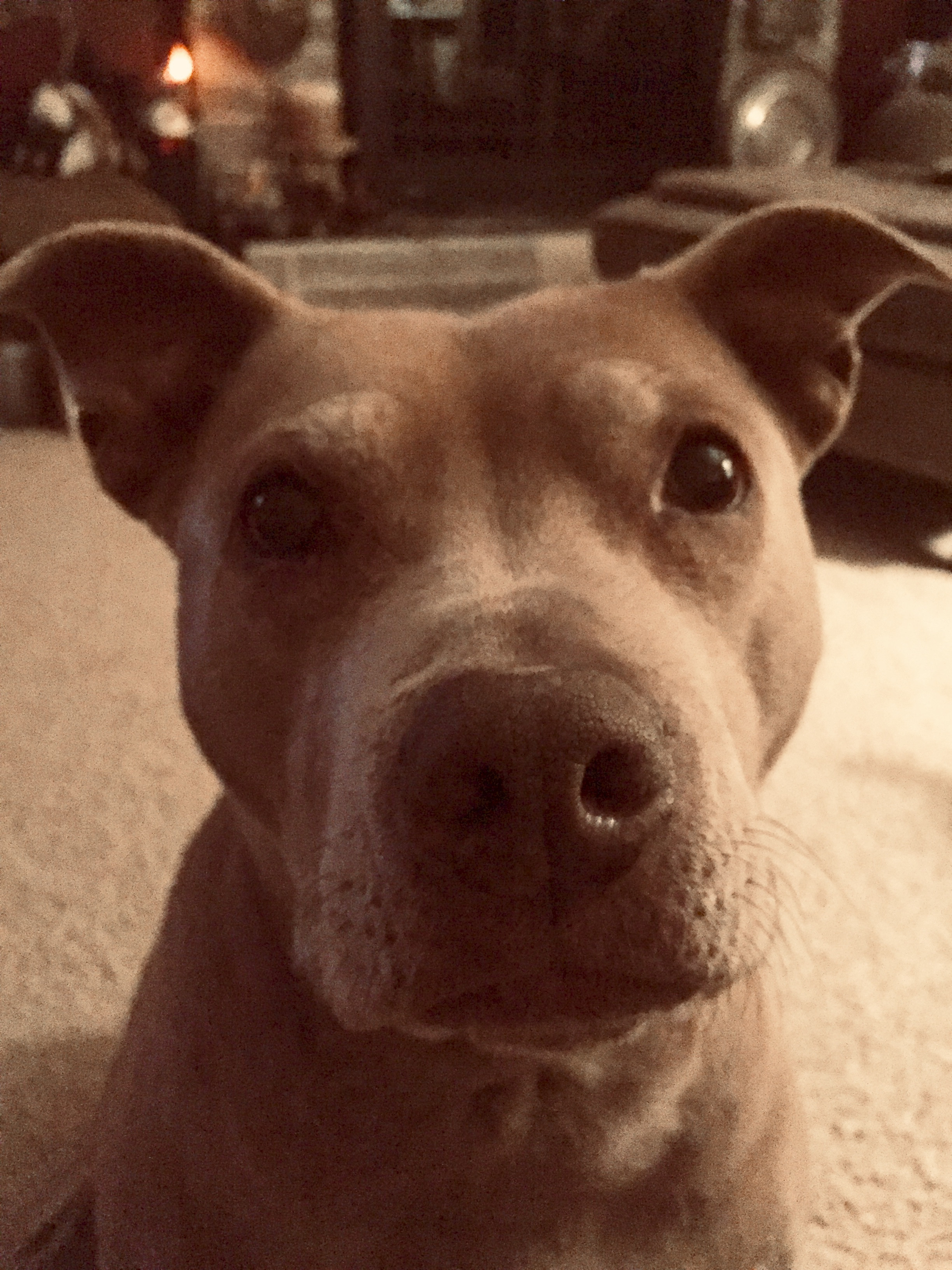 Mischa