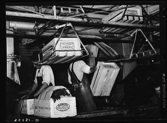 Packing carrots. Elsa, Texas