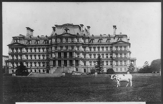 Pres. Taft's cow, "Pauline Wayne," grazing on the lawn on...
