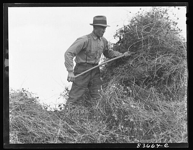 Donat Gagnon - farmer bringing in hay
