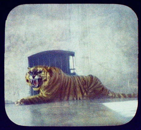 The Maharaja's tiger at Jammu