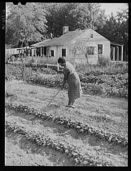 Mrs. Calip White hoeing in her late garden. Saint Mary's...