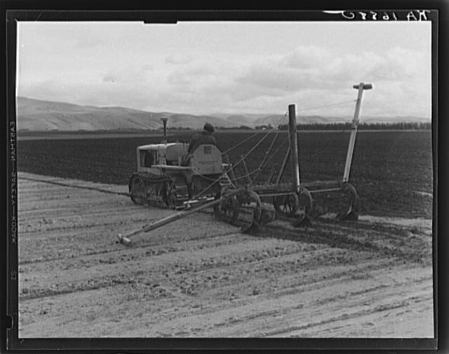 Sugar beet field showing tractor with plowshare attached...
