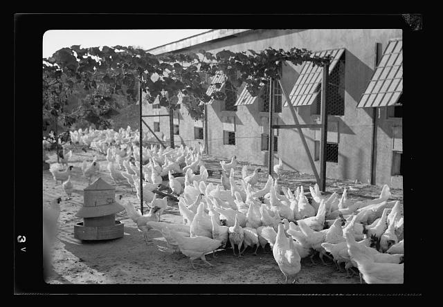 The Bethlehem Poultry Farm. (Esan Safieh). Bee culture in...