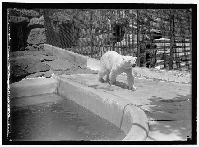 ZOO, WASHINGTON, D.C.: BEARS