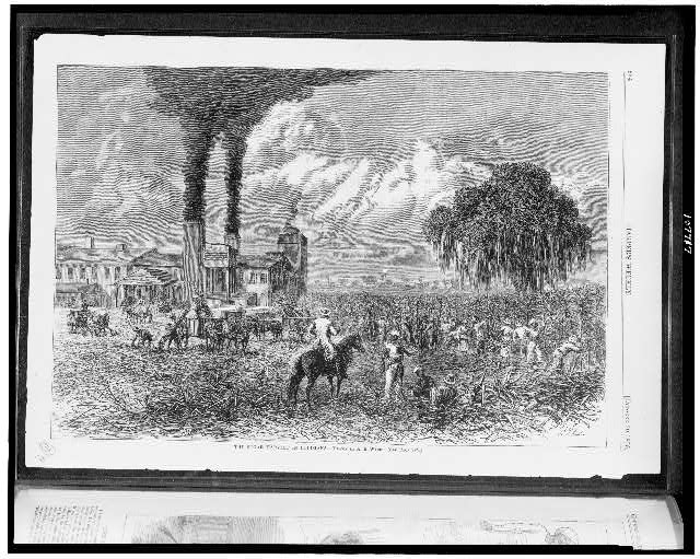 The Sugar harvest in Louisiana / Drawn by A.R. Waud.